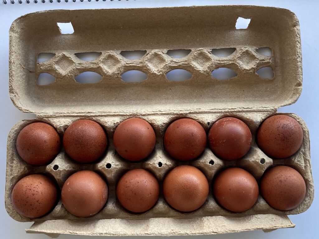 Black Copper Marans Hatching Eggs Bred To Standard