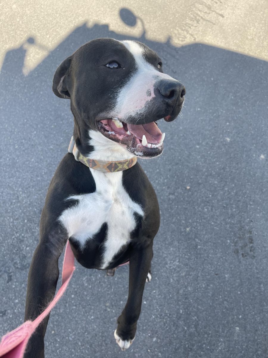 LABRADOR MIX