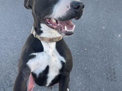 LABRADOR MIX