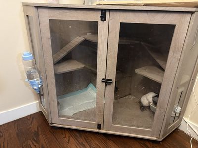 Guinea pigs