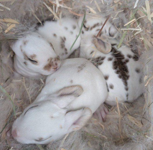 Baby Rex Bunny Rabbits
