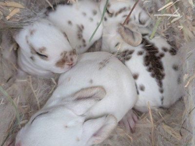Baby Rex Bunny Rabbits