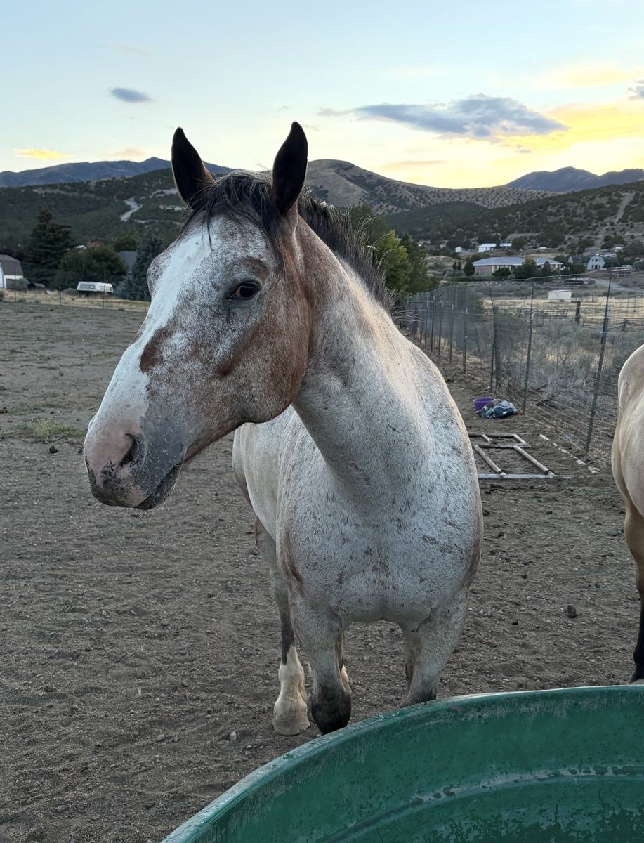 7 yr old Gelding