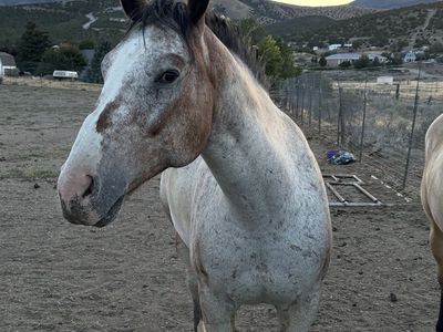 7 yr old Gelding