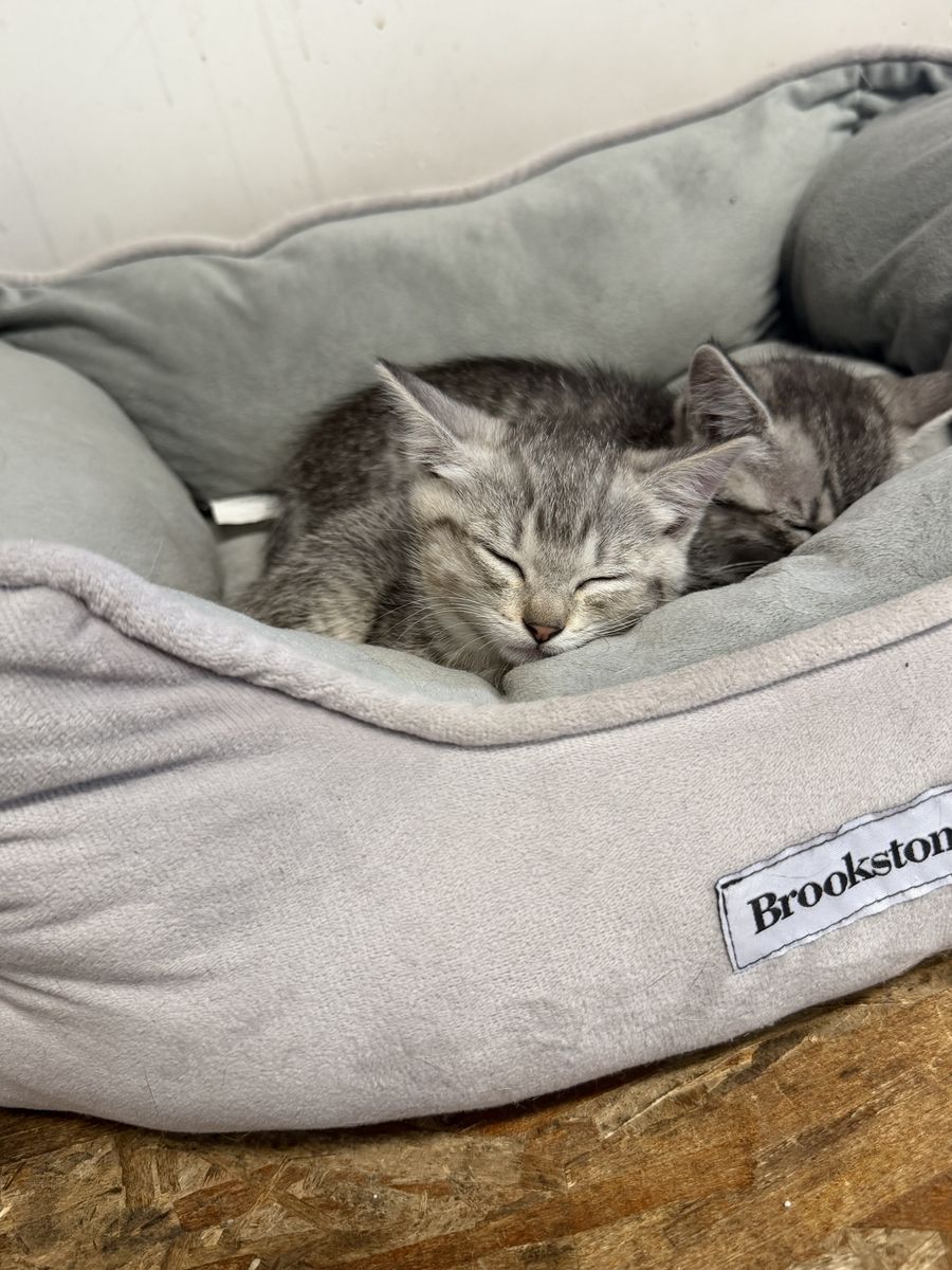 2 female kittens