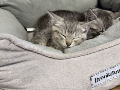 2 female kittens