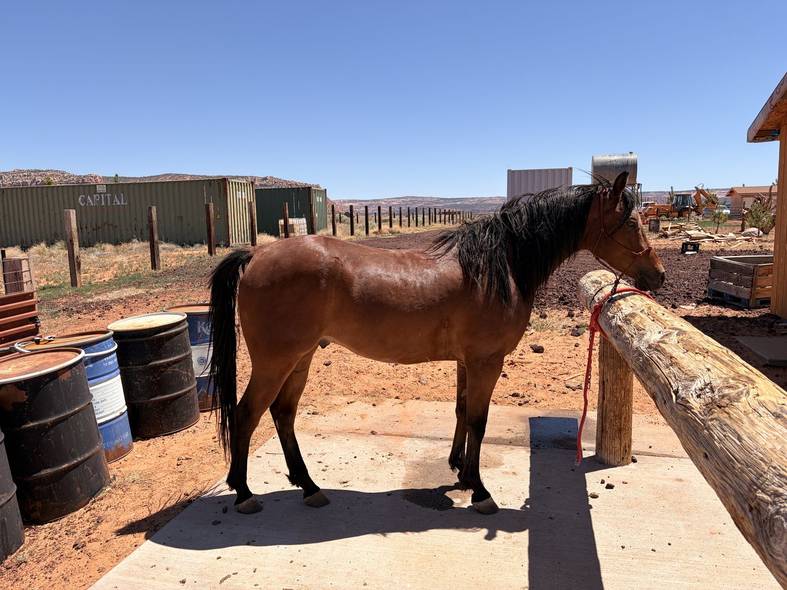 Half Quarter-Horse, Half Arabian