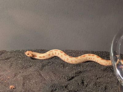 Baby Toffee Conda Hognose Snake
