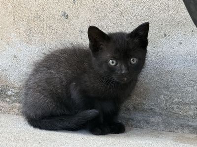 Adorable Black Kittens Ready for Loving Home 6/12/26