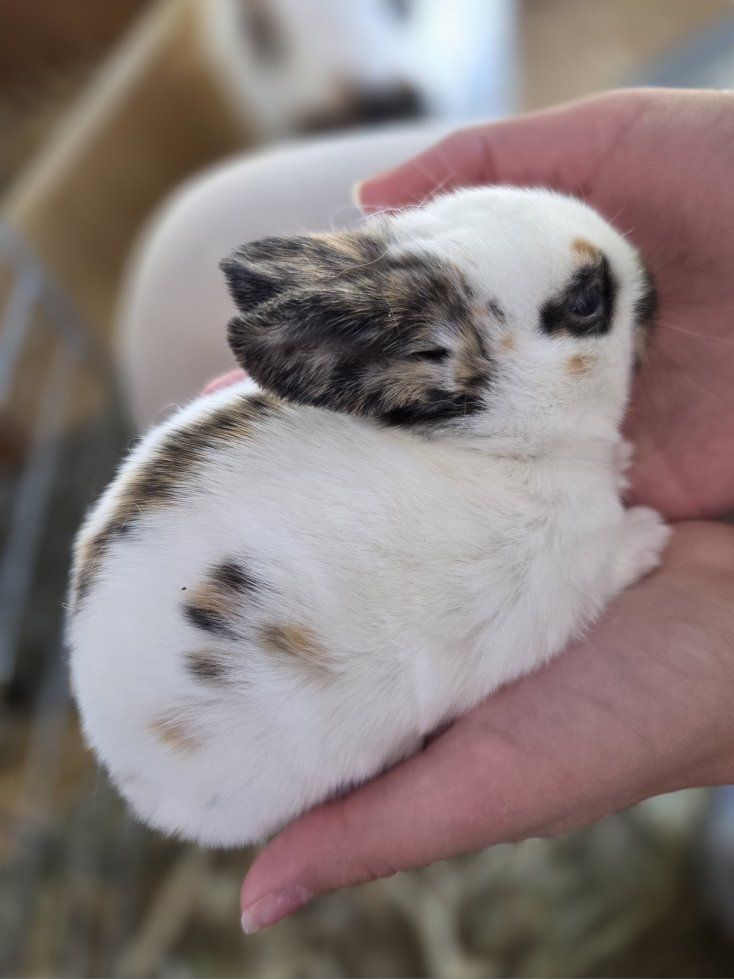 Rhinelander Bunny Rabbit