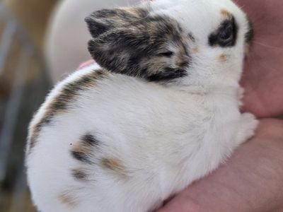 Rhinelander Bunny Rabbit