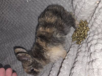 Holland lop mini rex mix
