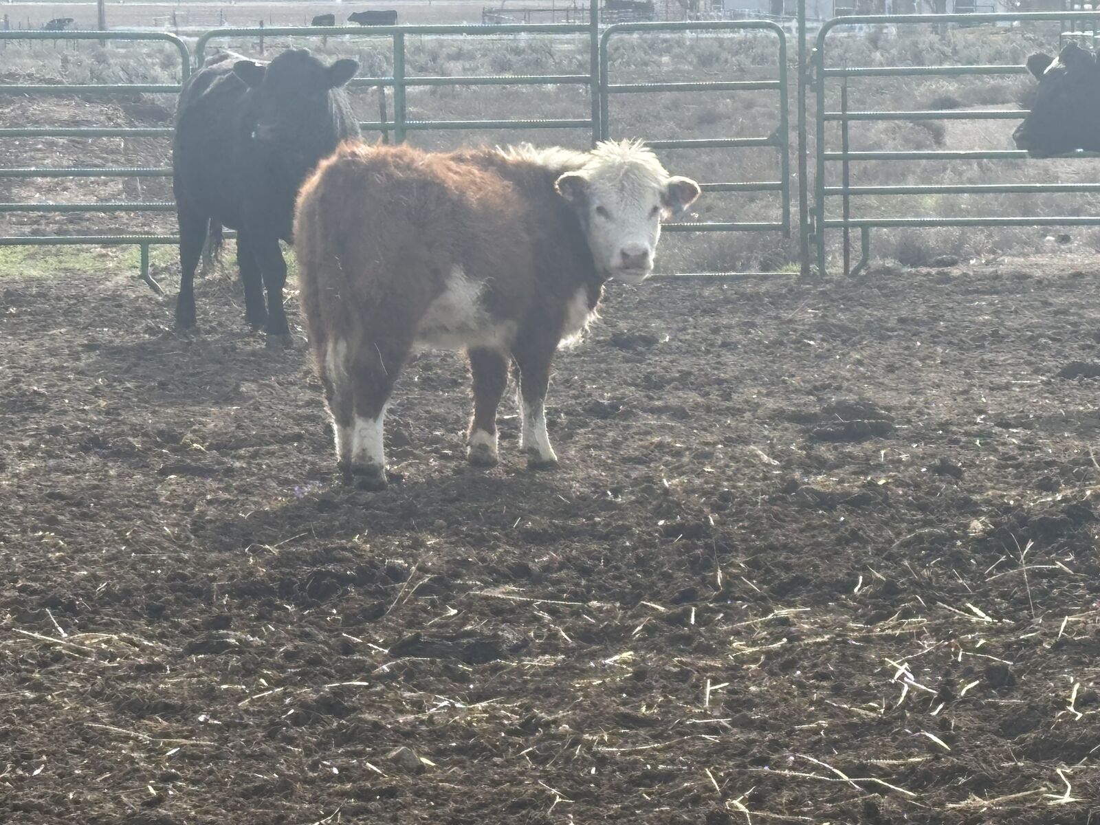 Registered Mini Hereford Heifer