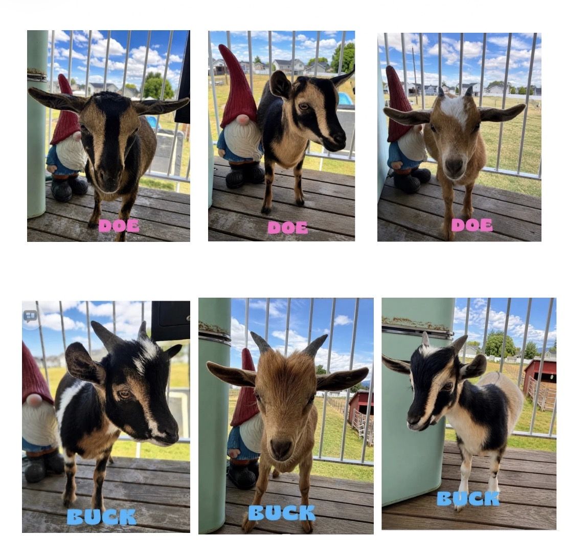 Nigerian dwarf kid goats