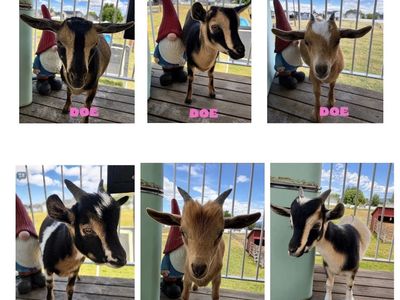 Nigerian dwarf kid goats