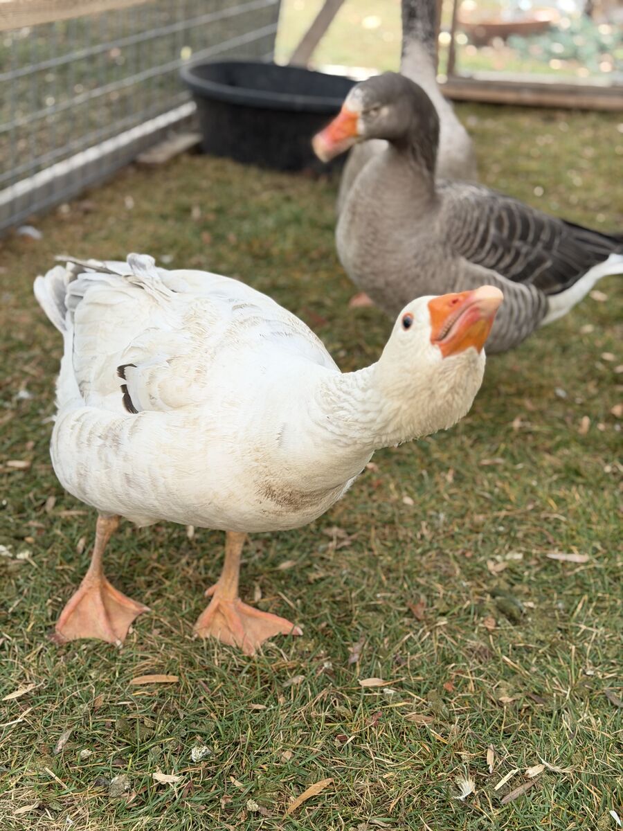 Pilgrim geese