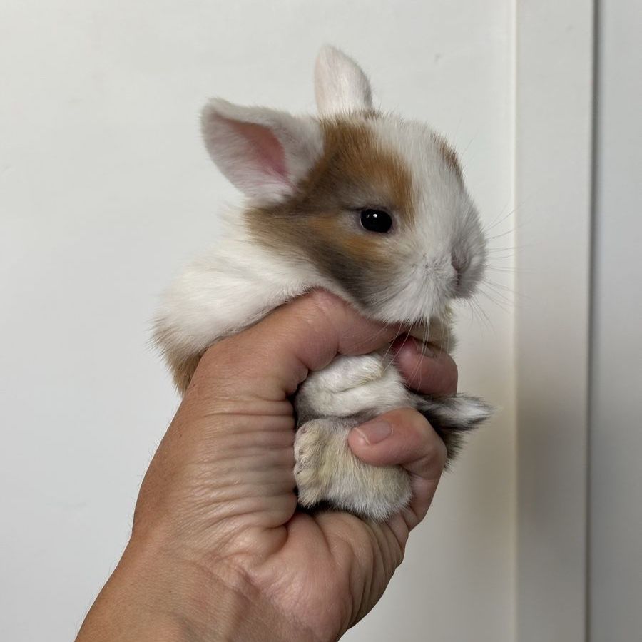 Holland lop buck