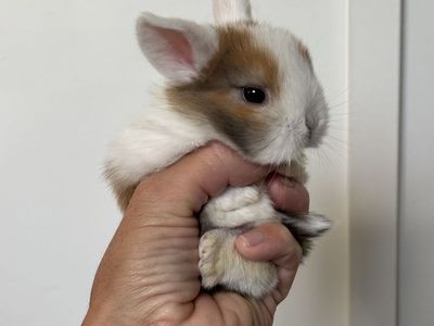 Holland lop buck