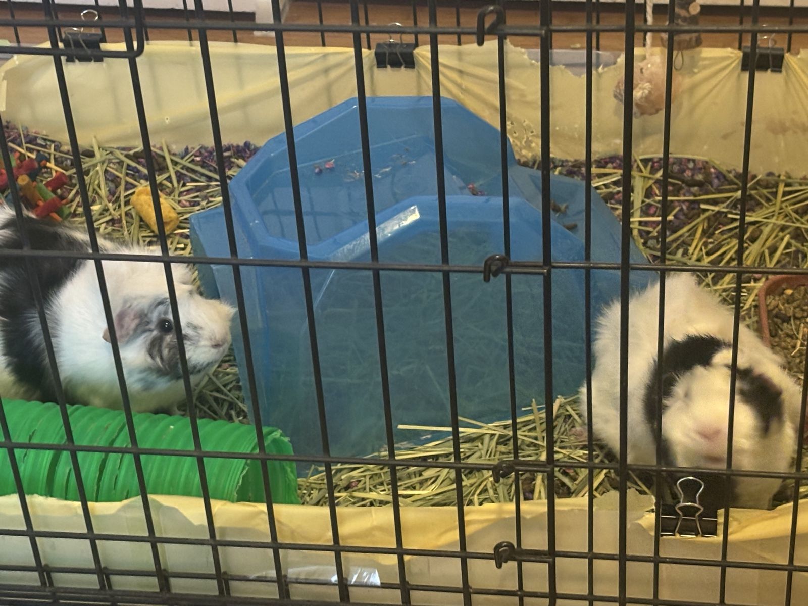 Free guinea pigs