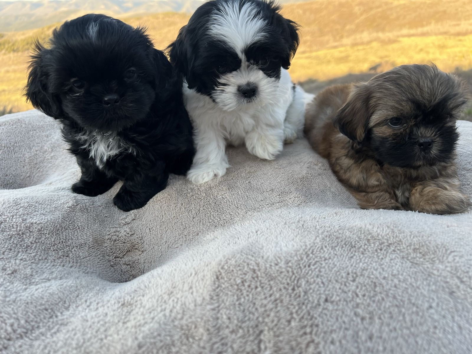 Purebred male Shih Tzu puppies
