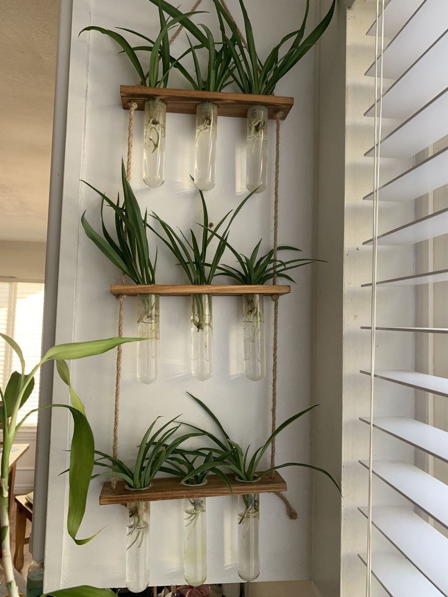 Healthy Rooted Baby Spider Plants