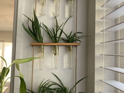 Healthy Rooted Baby Spider Plants