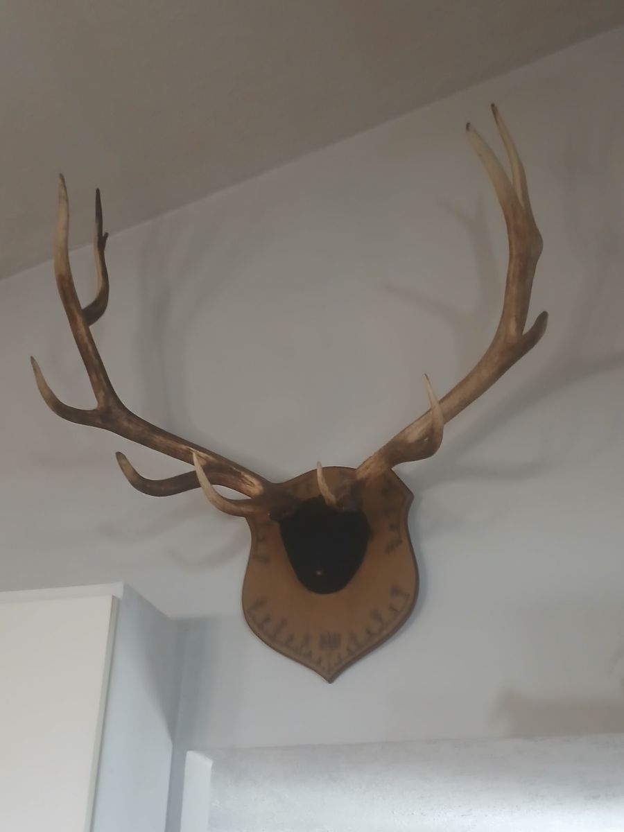 LARGE 6 point  MOUNTED ELK ANTLERS VERY THICK $350 OBO