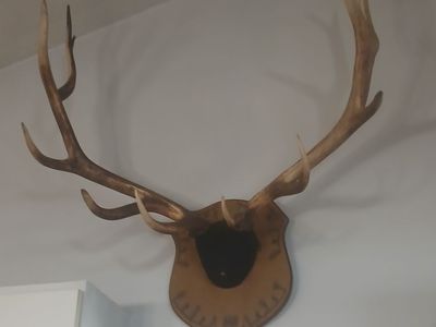 LARGE 6 point MOUNTED ELK ANTLERS VERY THICK $350 OBO