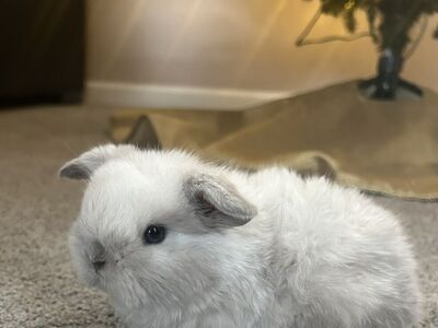 Pure Holland Lop Kits