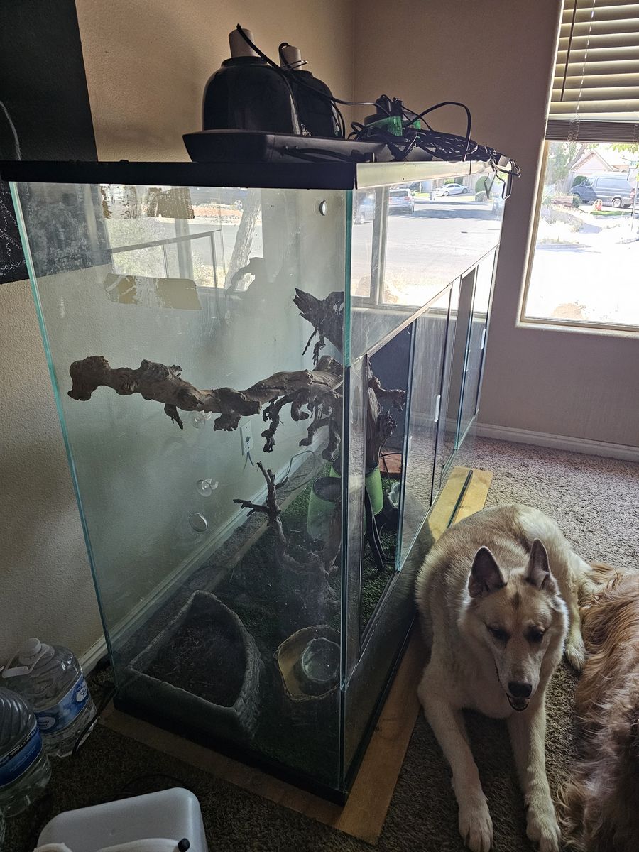 2ft wide 5ft length 4ft tall glass tropical reptile tank