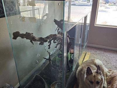 2ft wide 5ft length 4ft tall glass tropical reptile tank