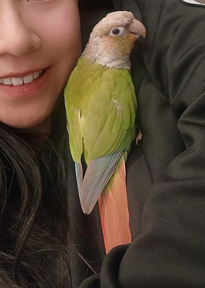 🦜 Super Smart & Friendly Conure – Does Tricks, Well-Trained, Loves People! ️