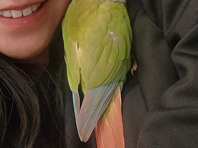 🦜 Super Smart & Friendly Conure – Does Tricks, Well-Trained, Loves People! ️