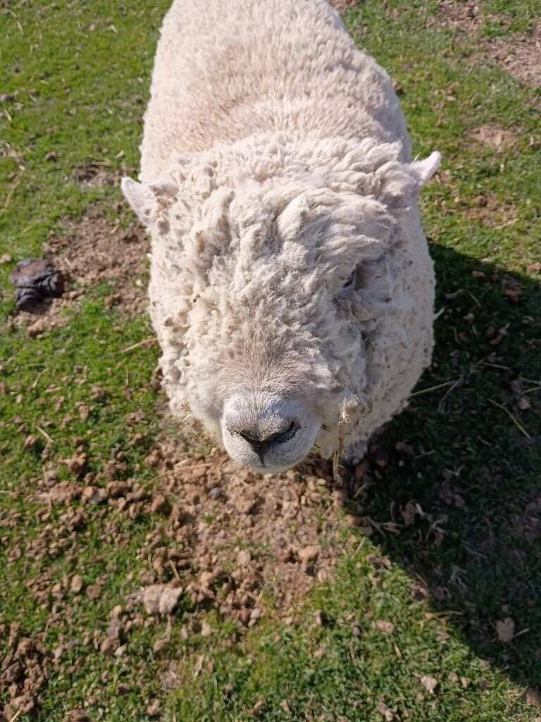 Baby Doll Ram - Registered