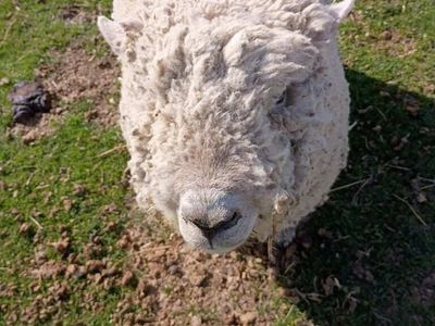 Baby Doll Ram - Registered