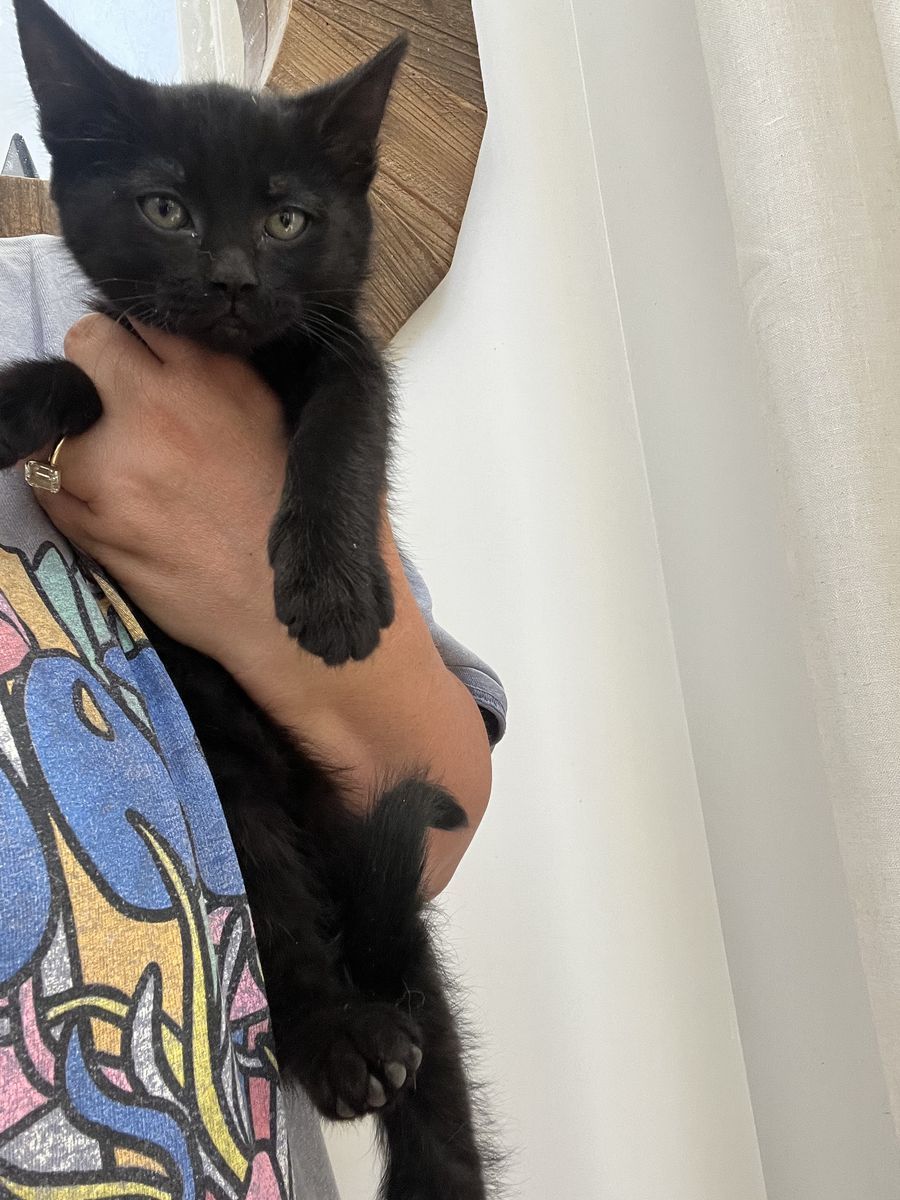 4 black kittens for sales