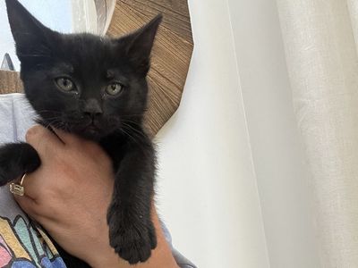 4 black kittens for sales