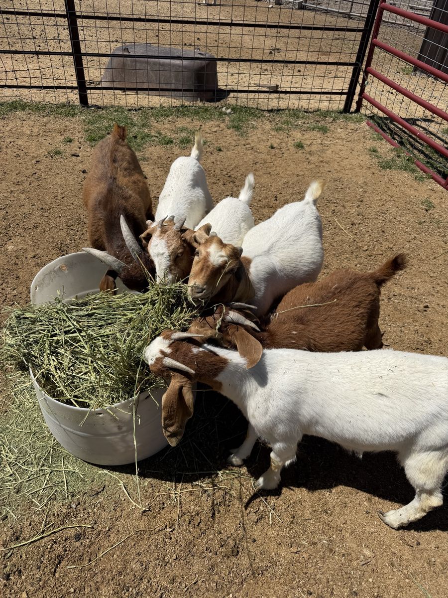 Boer Goats