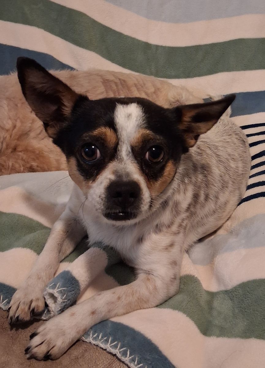 Chiweenie