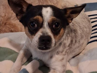 Chiweenie