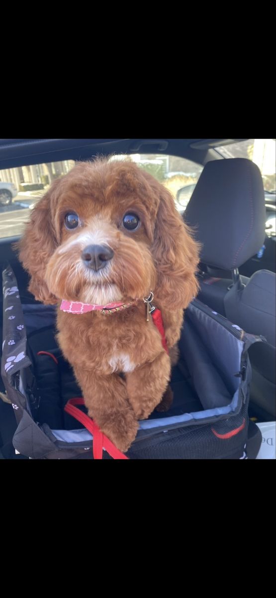 Female Cavapoo