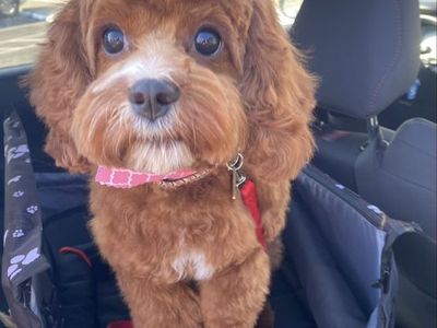 Female Cavapoo