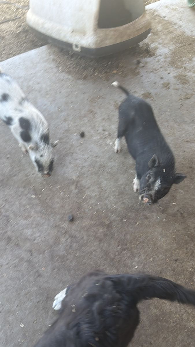 Pet Pigs (Dwarf Breed) - Two available, Black and Spotted