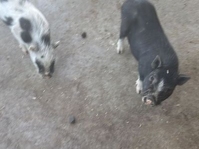 Pet Pigs (Dwarf Breed) - Two available, Black and Spotted