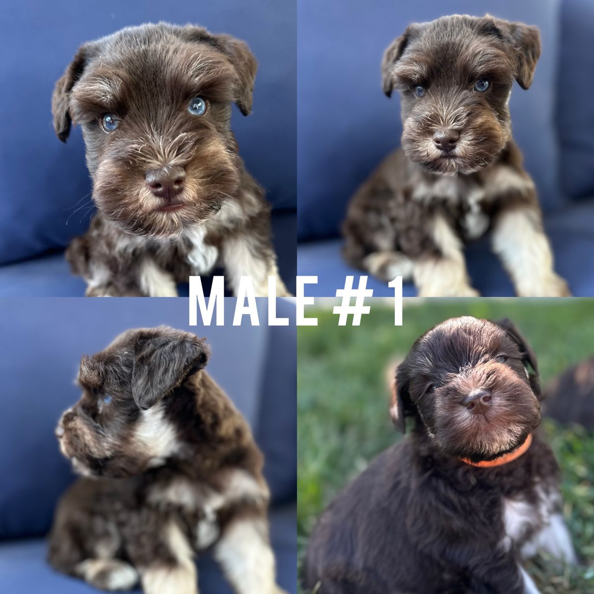 Miniature Schnauzer Puppies