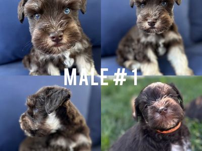 Miniature Schnauzer Puppies