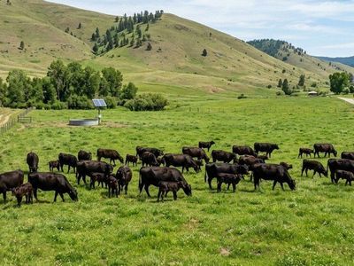 Let My Cattle Protect Your Greenbelt & Water Right