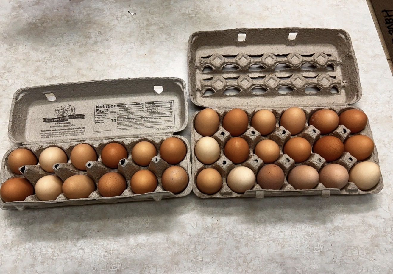Chickens eggs