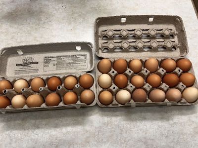 Chickens eggs