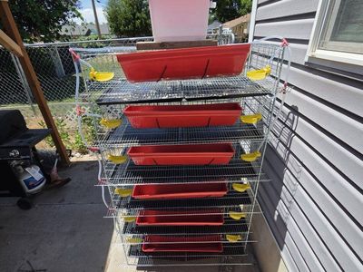 coturnix quail flock with cage